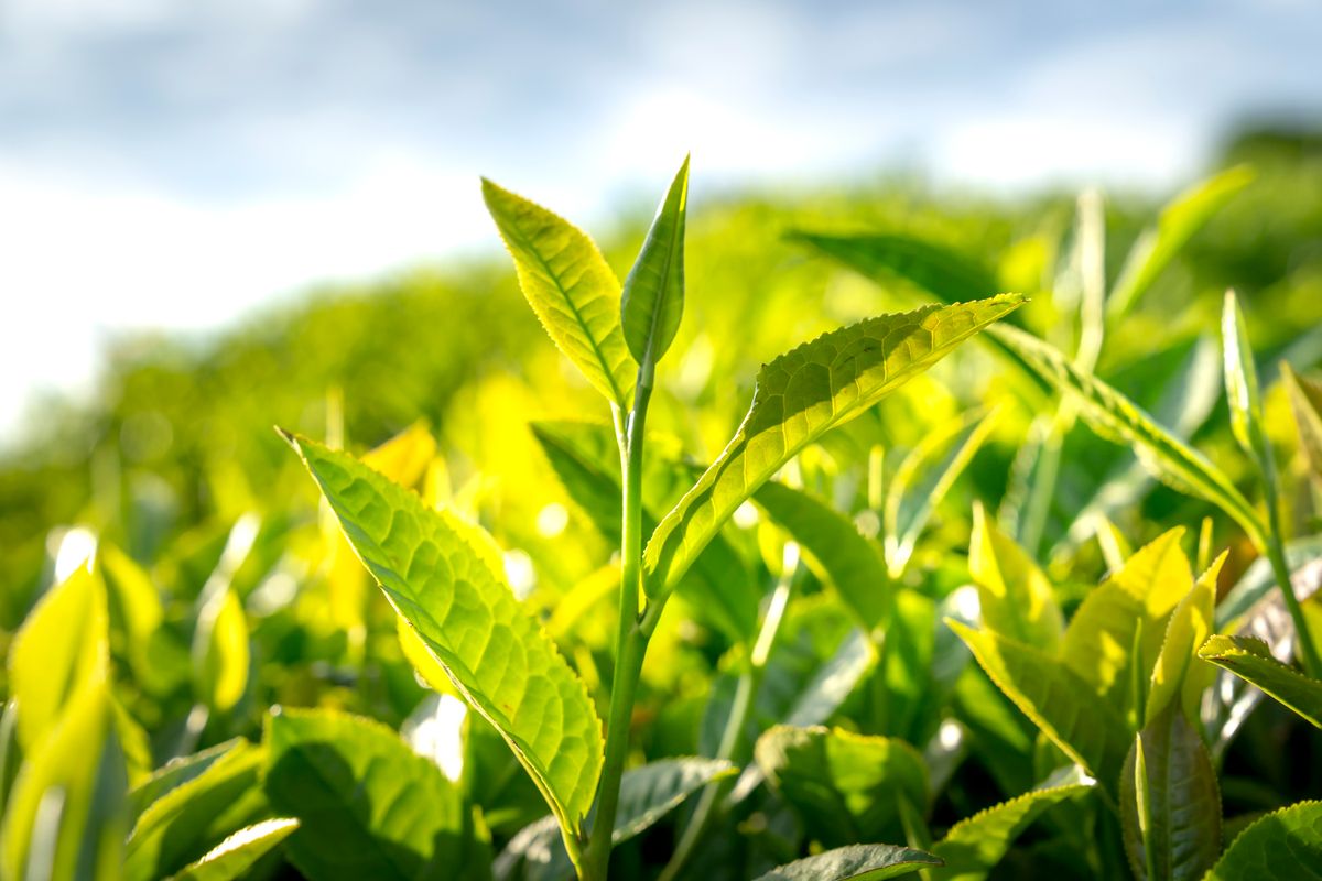 Matcha vs. Grüntee: Was ist der echte Unterschied?