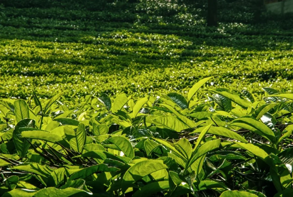 Beschattete Teeplantage in Japan – Kabuse-Anbau für Tencha