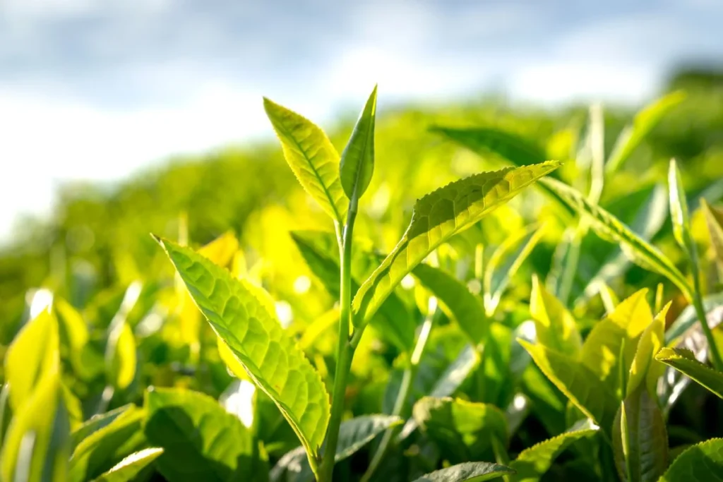 Frische Teeblätter auf einer Teeplantage – helles Grün, für Sencha und Matcha geerntet